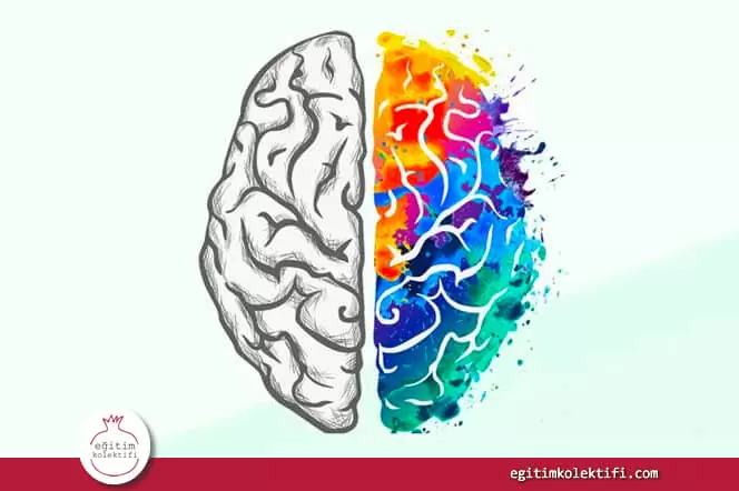 Nöromit Nedir? Hepimizin Doğru Sandığı 12 Nöroloji Miti!